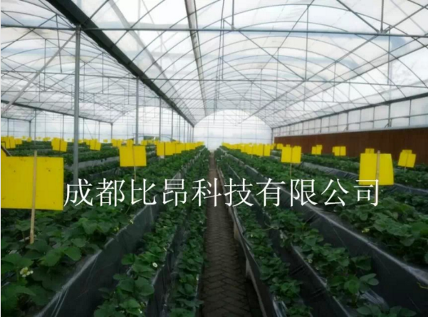 比昂牌全新粘虫板黄板白粉虱物理治虫厂方直销图片