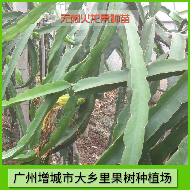 火龍果圖片/火龍果樣板圖 (3)
