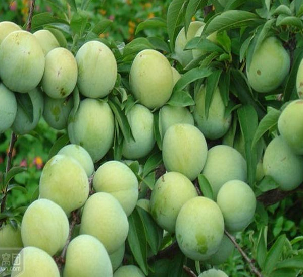 李子苗圖片