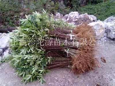 山西花椒苗哪里有卖 花椒苗批发价格 花椒苗种植基地 价格优惠图片