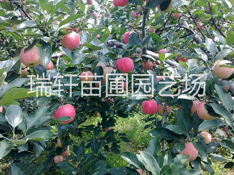 红肉苹果苗  0.8-1.5苹果成苗 苹果苗嫁接