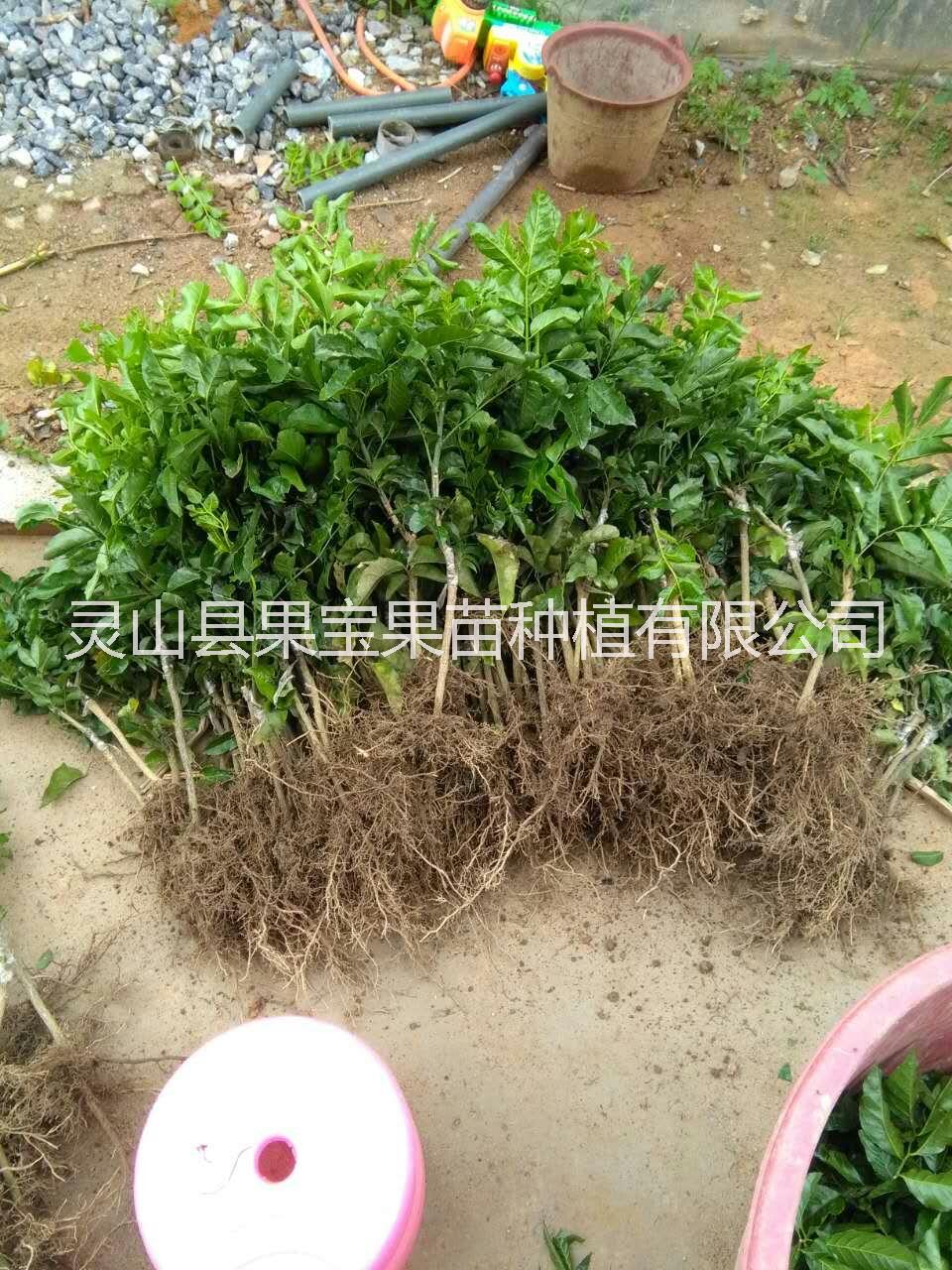 钦州市广西黄皮苗 黄皮苗批发零售厂家广西黄皮苗 黄皮苗批发零售 灵山黄皮苗批发  广西无核黄皮苗厂家