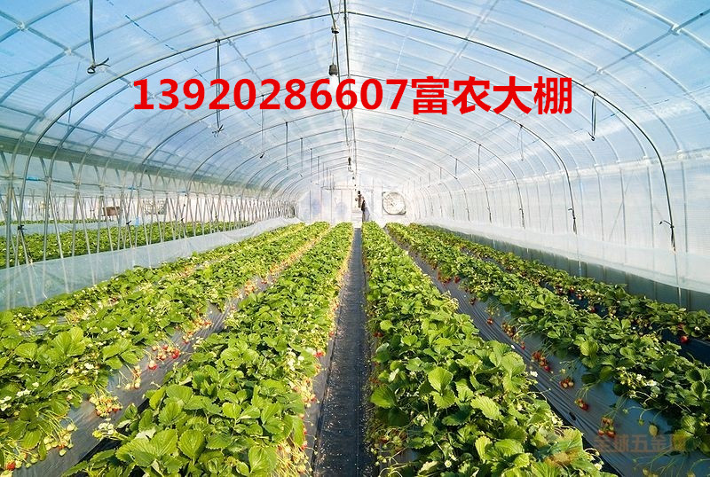 塑料薄膜大棚 薄膜大棚 大棚骨架 139-2028-6607图片