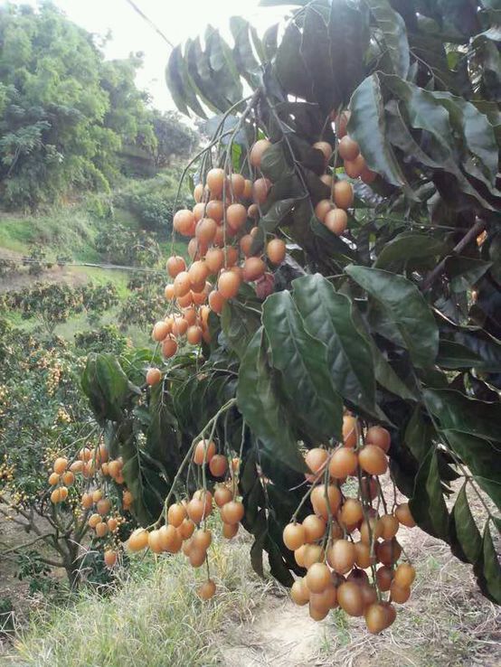 广东大鸡心黄皮果苗郁南黄皮基地图片