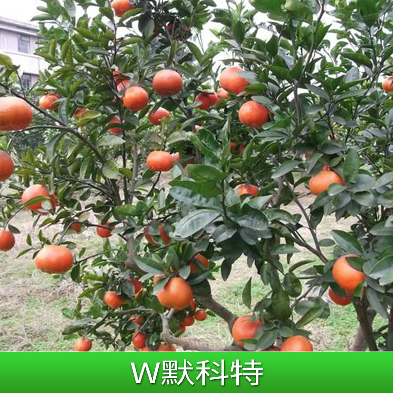 w默科特 果苗 W.默科特果苗 广西柳城大量批发供应果苗图片