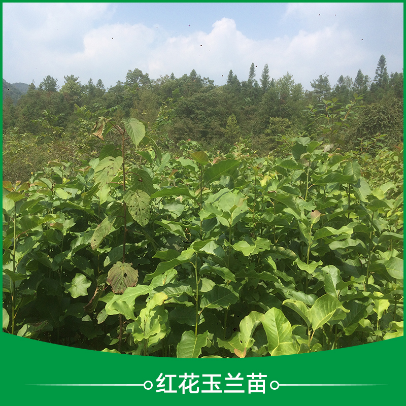 红花玉兰苗种植年生红花玉兰苗 红花玉兰苗种植 内外全红的红花玉兰 红花玉兰苗