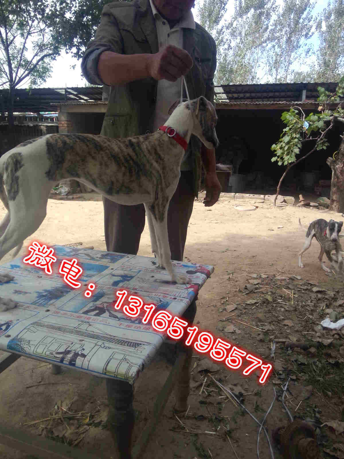 灵缇犬图片