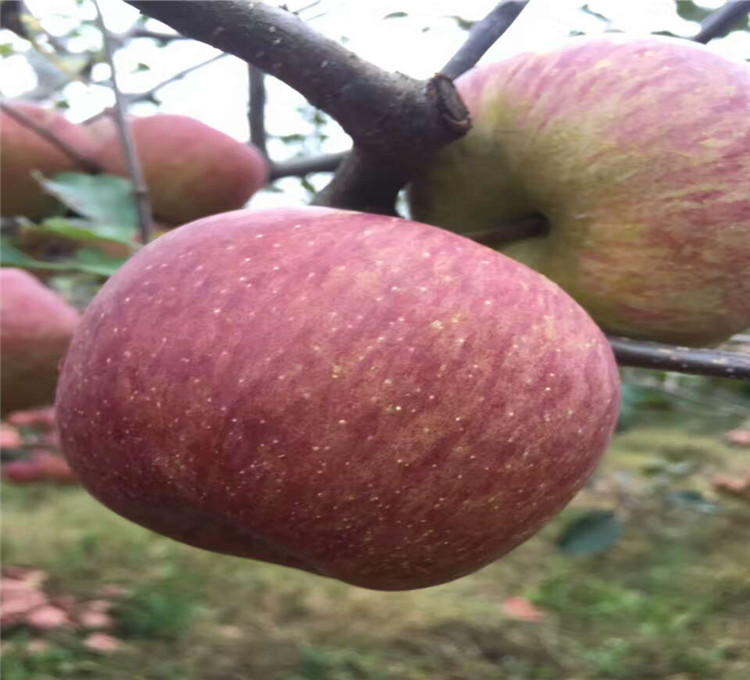 云南特产糖心苹果基地云南特产糖心苹果基地，糖心苹果苹果多少一斤，糖心苹果价格