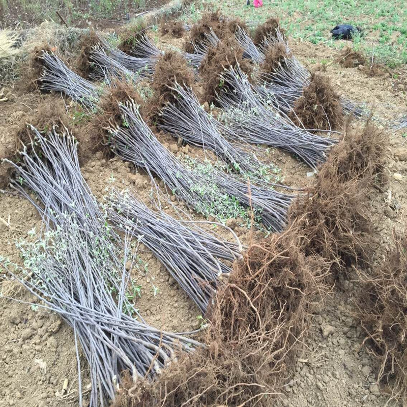 供应苹山东苹果苗厂家苹果苗厂家红富士苹果苗供应苹果苗图片