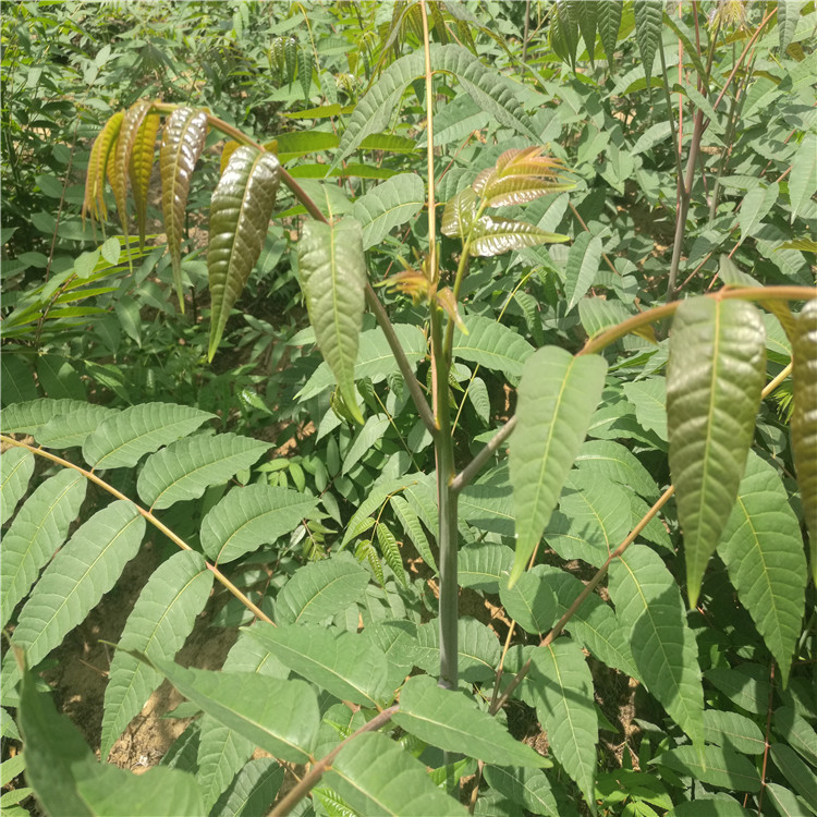 批发香椿苗红油香椿苗大棚香椿用苗规格多价格优图片