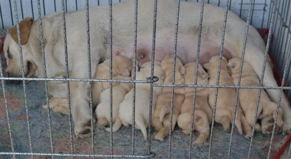 昆明西山区哪里能买纯种拉布拉多犬图片