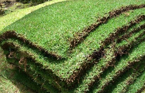 台湾草，台湾草种价格，台湾草种植基地，台湾草批发，广东台湾草批发，广东台湾草电话