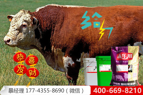 专业肉牛育肥预混料品牌推荐！图片