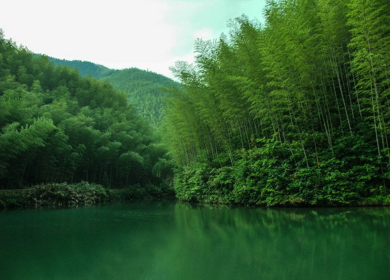 浙江竹筒酒生产基地浙江竹筒酒生产基地/活竹酒装酒方式/鲜竹酒代理