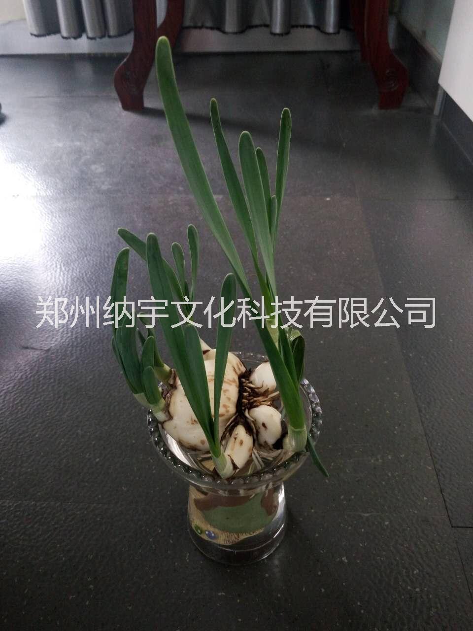 如何选购水仙花种球水培类种球丰丰花园水仙花种球水仙花图片