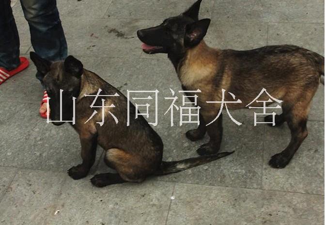 马犬价格图片