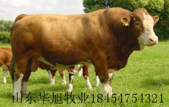 肉牛养殖效益，广州最大的养殖场肉牛价格