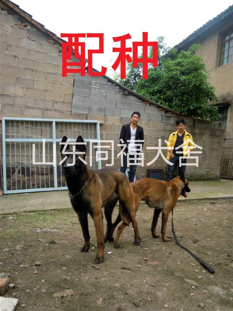 出售血统马犬会科目的马犬五个月马犬价格图片