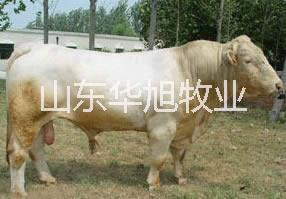 供应 烟台肉牛养殖业加盟肉牛利润分析肉牛批发图片