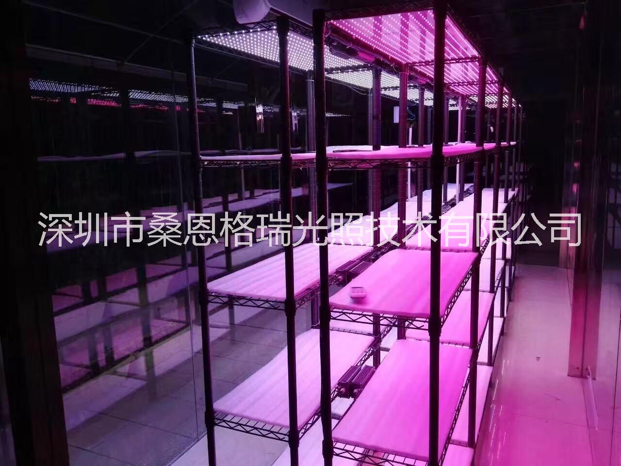 深圳市植物工厂蔬菜生长补光灯厂家植物工厂蔬菜生长补光灯