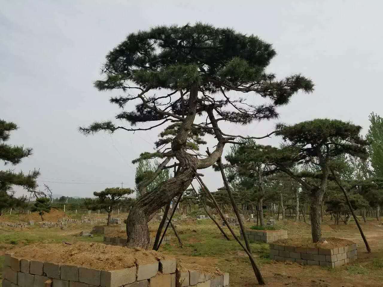 造型松、景观松 造型松、景观松、泰山松金(信)浩苗木价最低