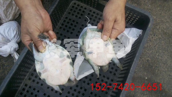 冷水中華鱉甲魚苗養(yǎng)殖圖片