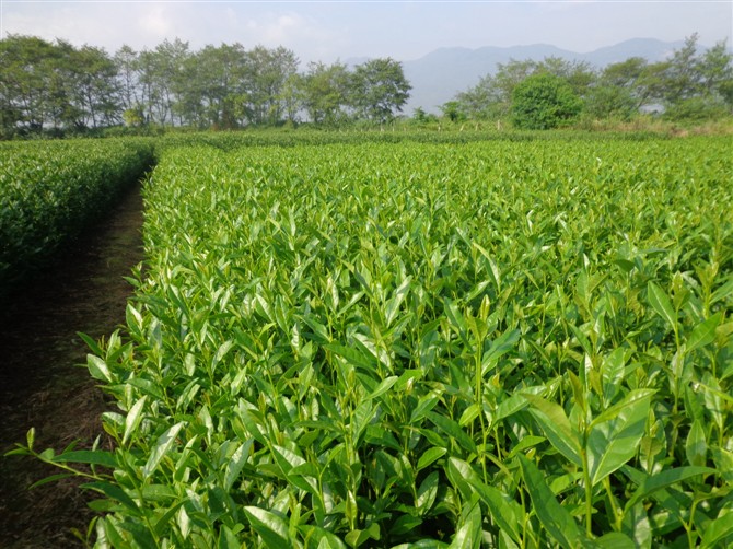 伟众供应优质茶枝条茶苗|浙江茶枝条培育基地|浙江茶枝条价格图片