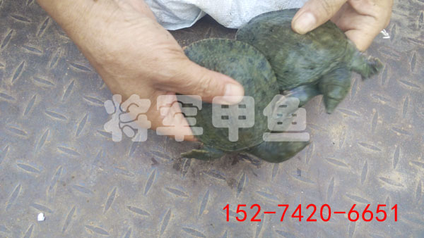 冷水中華鱉甲魚苗養(yǎng)殖圖片/冷水中華鱉甲魚苗養(yǎng)殖樣板圖 (2)