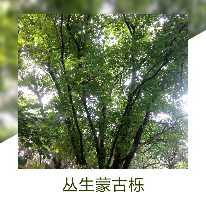 河北承德丛生蒙古栎批发价-价格，承德丛生蒙古栎种植基地，承德丛生蒙古栎供应商图片