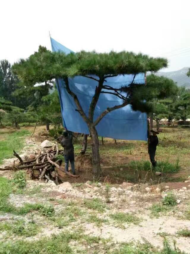 造型松.莱城区金信苗木种植专业合作社专业培育