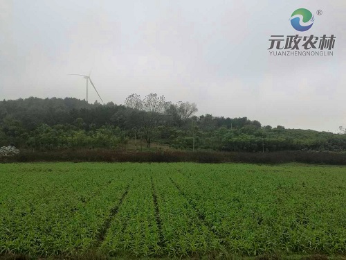 火锅食材专供|苔菜|元政山野菜图片