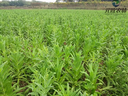 贡菜种植基地图片