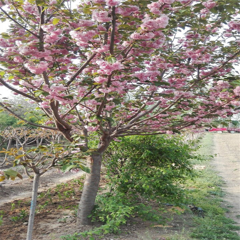 樱花树批发价格