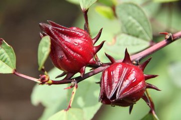 福建洛神花、玫瑰茄