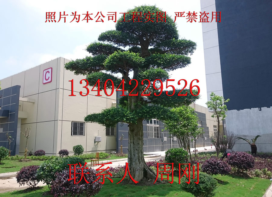 苏州庭院绿化公司 庭院景观绿化工程 别墅景观苗木批发种植基地图片