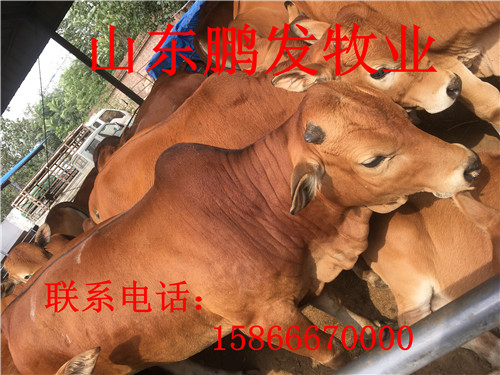 供应山东鲁西黄牛 养殖场鲁西黄牛价格 肉牛牧场直销 鲁西黄牛鲁西黄牛价格