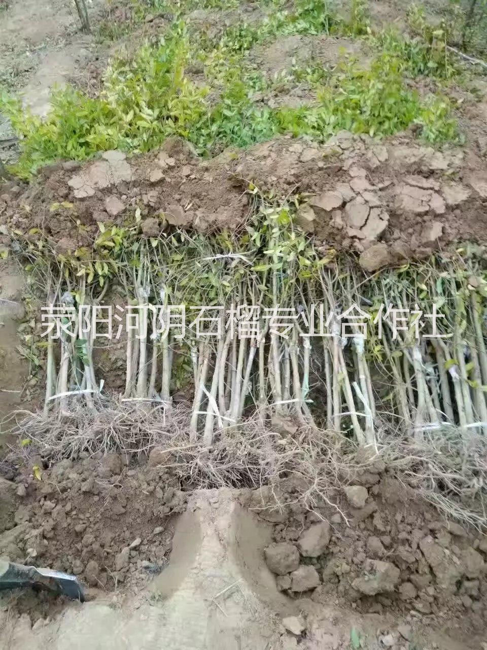 郑州市石榴树苗怎么管理厂家河阴石榴 河阴软籽石榴树苗 软籽石榴那儿的好吃  石榴树苗怎么管石榴树苗怎么管理