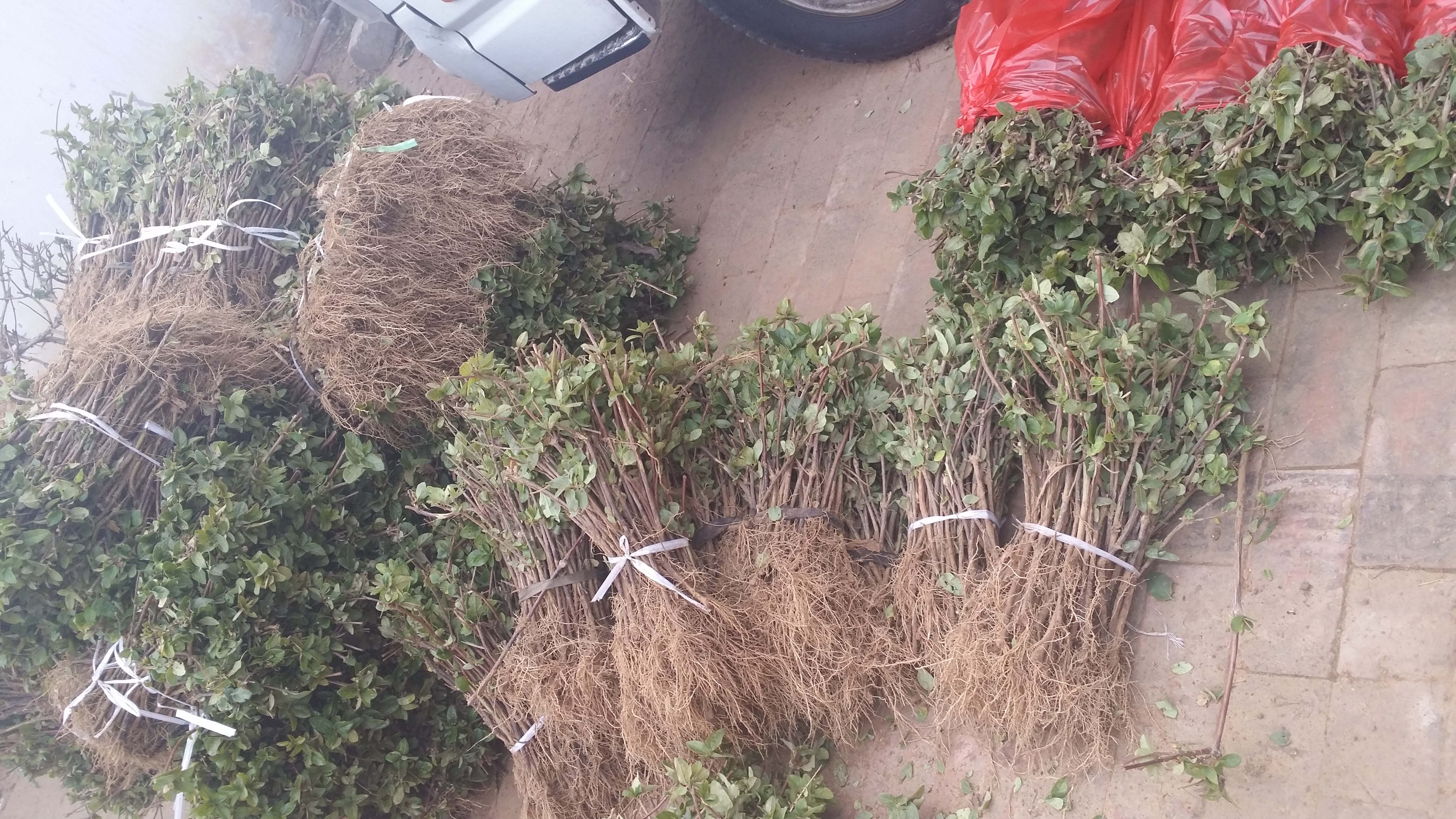 金銀花苗基地圖片