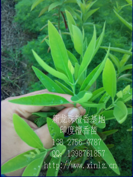 印度檀香圖片/印度檀香樣板圖 (4)