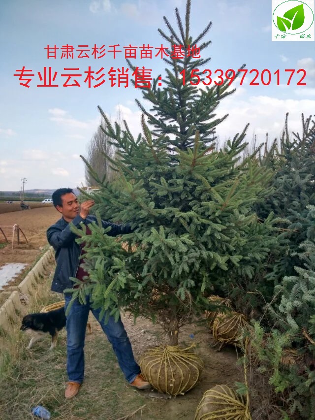 甘肅云杉圖片/甘肅云杉樣板圖 (1)