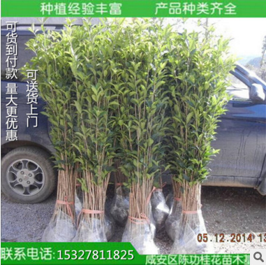 桂花树苗桂花苗金桂丹桂八月桂盆栽花卉庭院绿植四季桂花树苗包邮图片