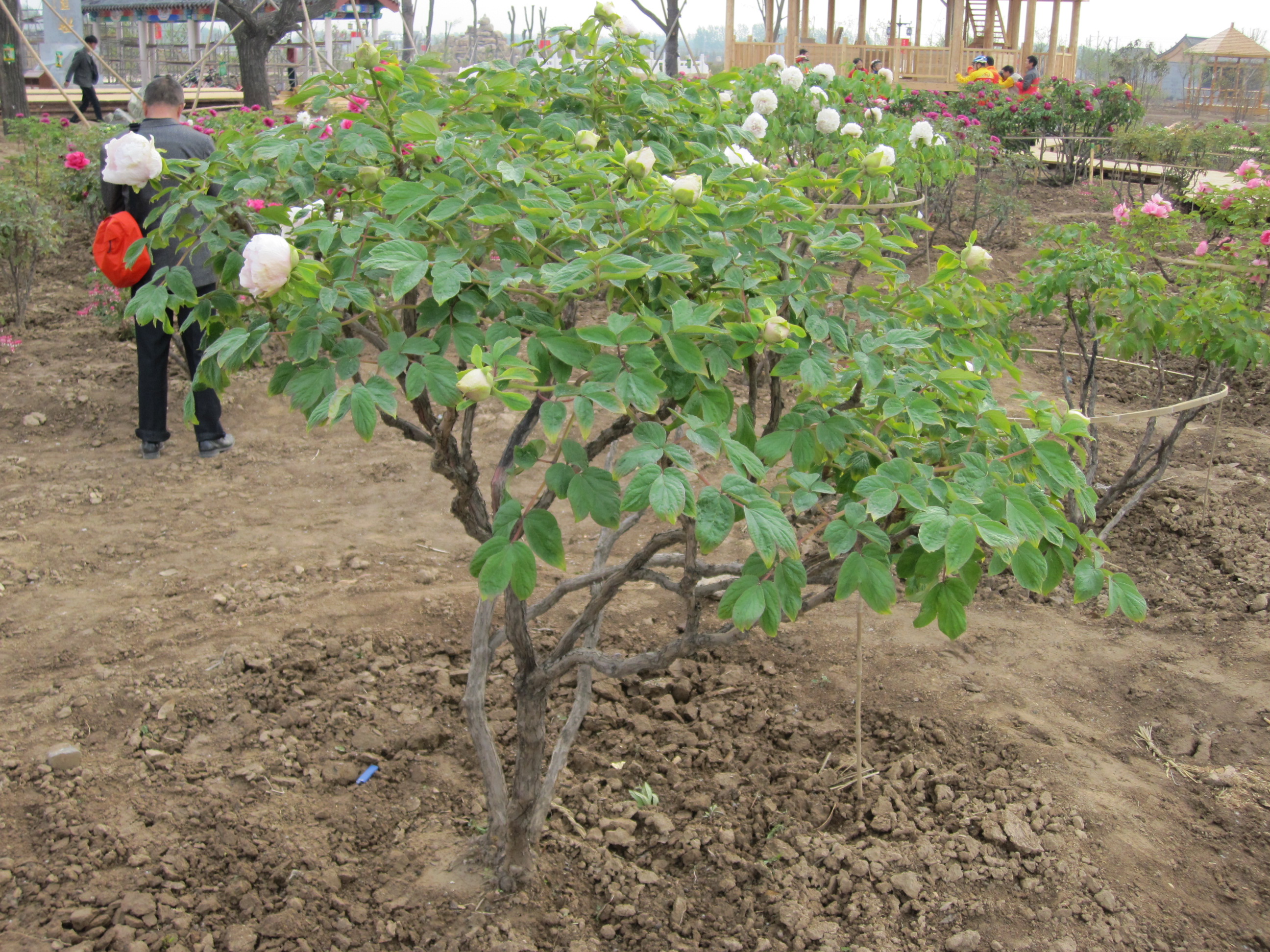 精品牡丹树 山东菏泽牡丹芍药种植基地