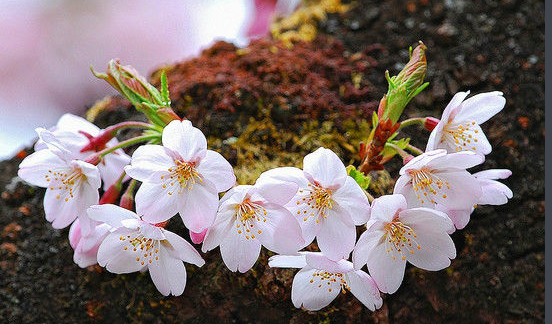 四川樱花树苗木供应｜四川樱花树苗木种植基地｜四川樱花树苗木基地｜四川樱花树苗木种植园图片