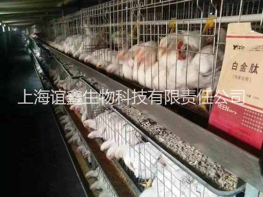 供应肉禽白金肽 鸡鸭鹅催肥促生长添加剂   降低料比 调理肠道图片