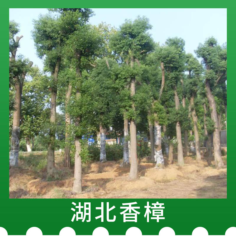 湖北荆州香樟湖北荆州香樟种植，湖北荆州香樟批发商，湖北荆州香樟基地