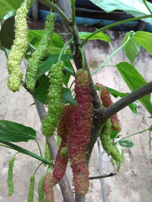 供應(yīng)果桑苗品種圖片