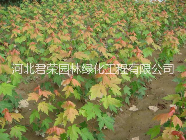 河北苗木基地圖片/河北苗木基地樣板圖 (4)