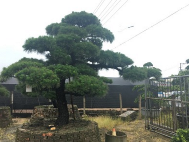 厂家直销日本黑松，造型黑松，造型黑松盆景，日本进口黑松，精品黑松盆景