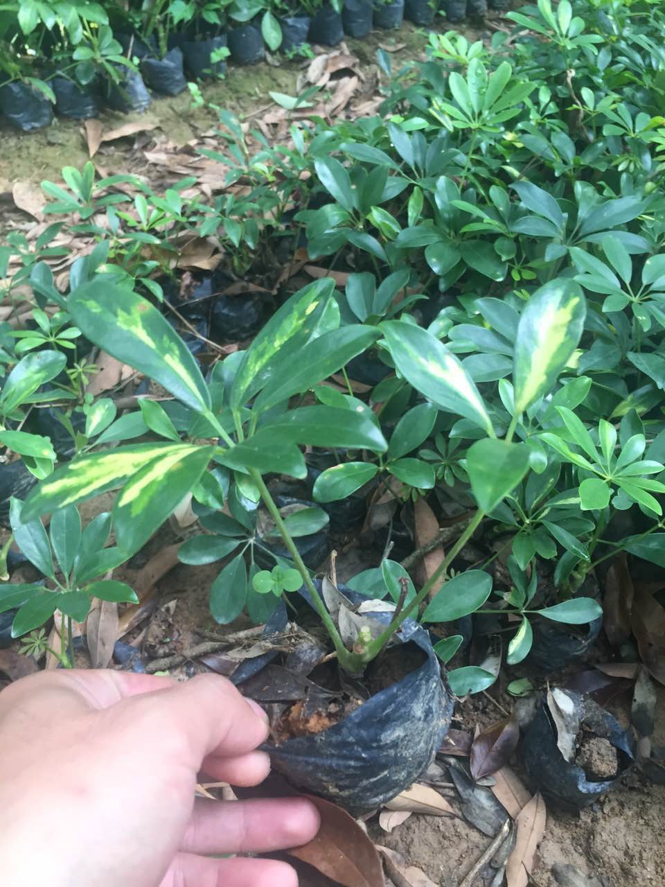 景德镇花叶鹅掌柴 景德镇花叶鹅掌柴种植基地 景德镇花叶鹅掌柴批发