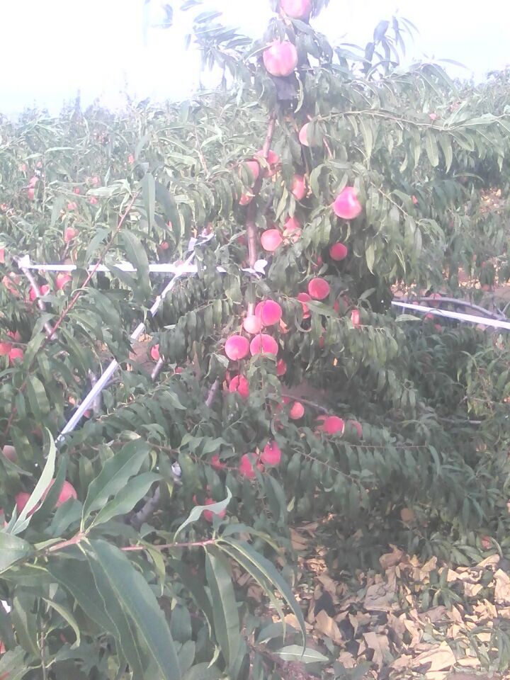 山西涛九红桃树苗批发价格，山西涛九红桃树苗种植基地图片